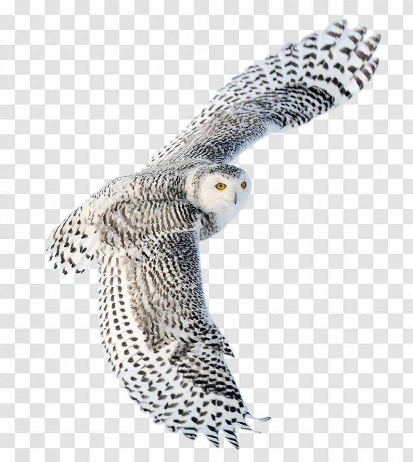 Snowy Owl Bird Desktop Wallpaper Image Transparent PNG
