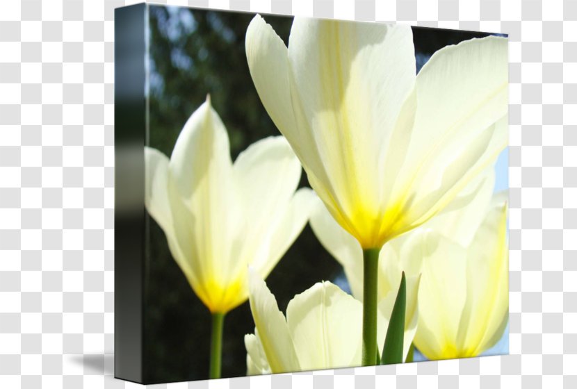 Tulip YouTube Flower Yellow - White Transparent PNG