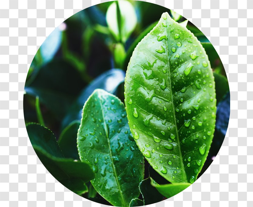 Green Tea Plant Oil Oolong - Narrowleaved Paperbark Transparent PNG