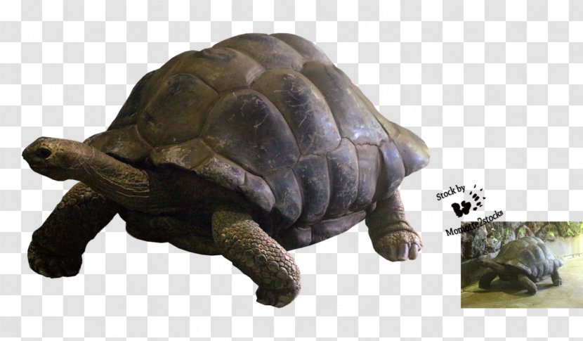 Box Turtle Reptile Tortoise Terrestrial Animal - Plant - Tortoide Transparent PNG