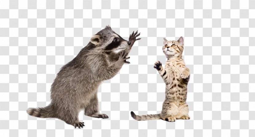 Raccoon Squirrel Stock Photography - Skunk - Raccoons And Cat Fight Transparent PNG