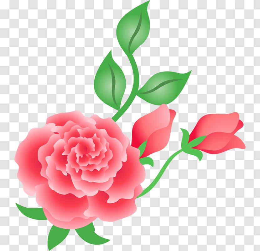 Garden Roses Flower Petal Design - Rose - Plant Stem Transparent PNG