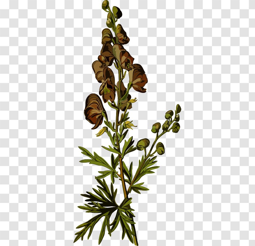 Köhler's Medicinal Plants Aconite Buttercups - Botanical Medicine Lascaux Transparent PNG