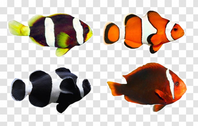 Clownfish Tropical Fish Coral Reef - Damselfish Transparent PNG