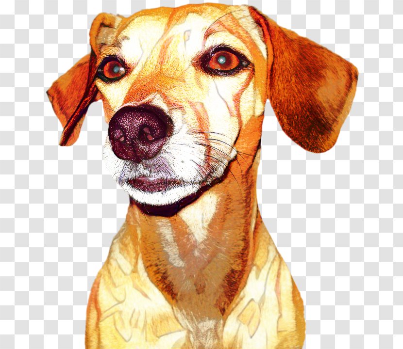 Golden Retriever Background - Hunting Dog - Whiskers Ear Transparent PNG