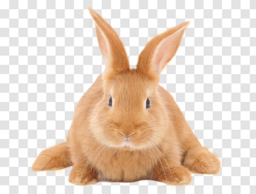 Domestic Rabbit Cruelty-free Hare Stock Photography Transparent PNG