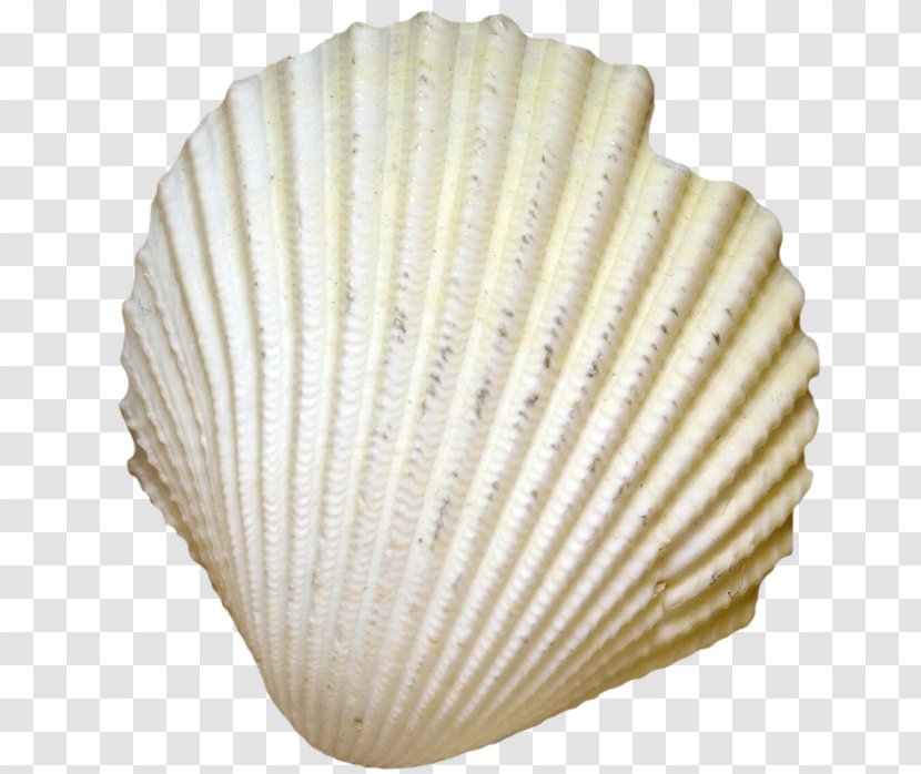 Cockle Seashell Clam Conchology Oyster Transparent PNG