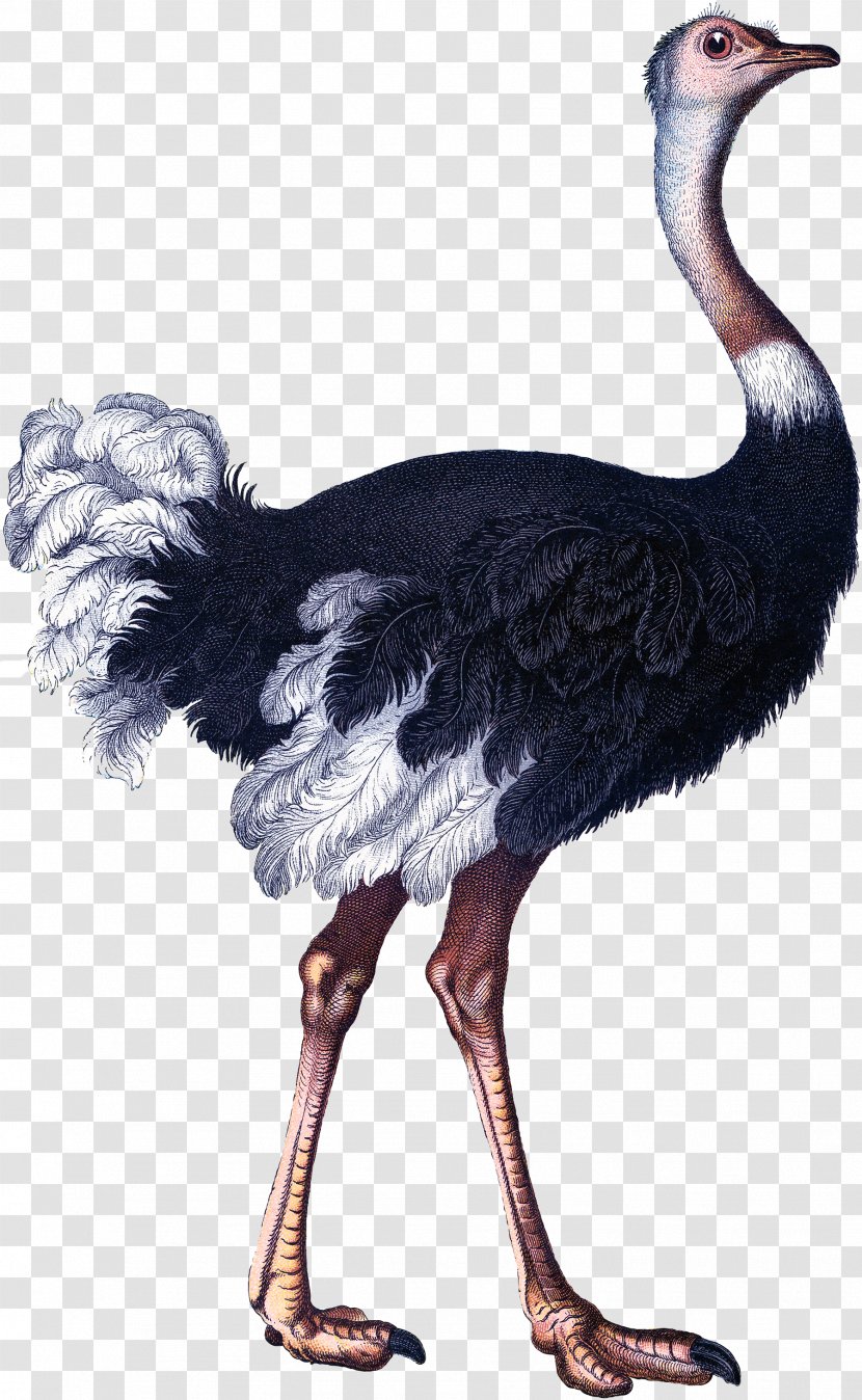 Bird Somali Ostrich Paper Illustration Transparent PNG
