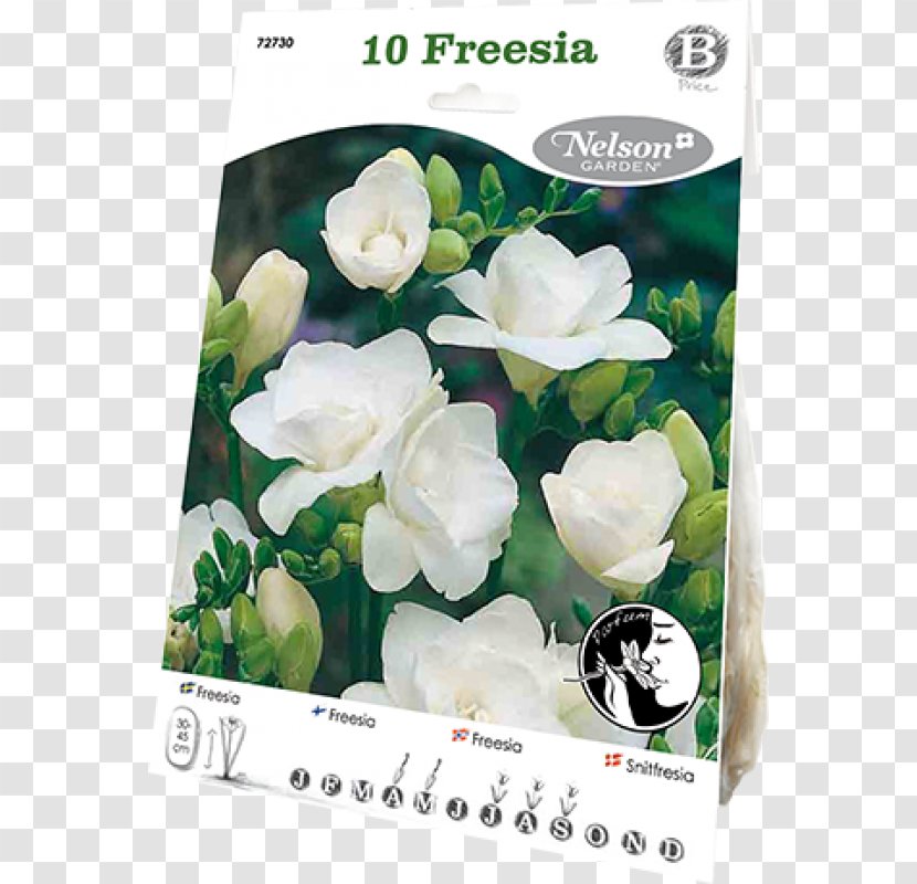Freesia Cut Flowers Bulb White - Seed Transparent PNG