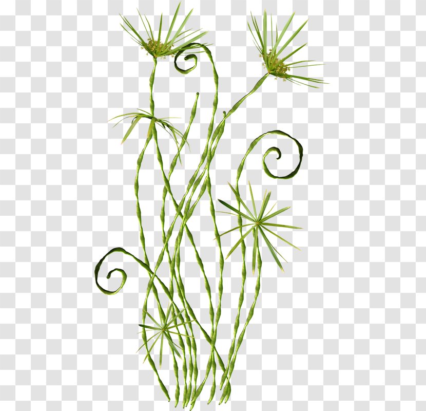 Flower Picasa Clip Art - Grass Family - Oliva Transparent PNG
