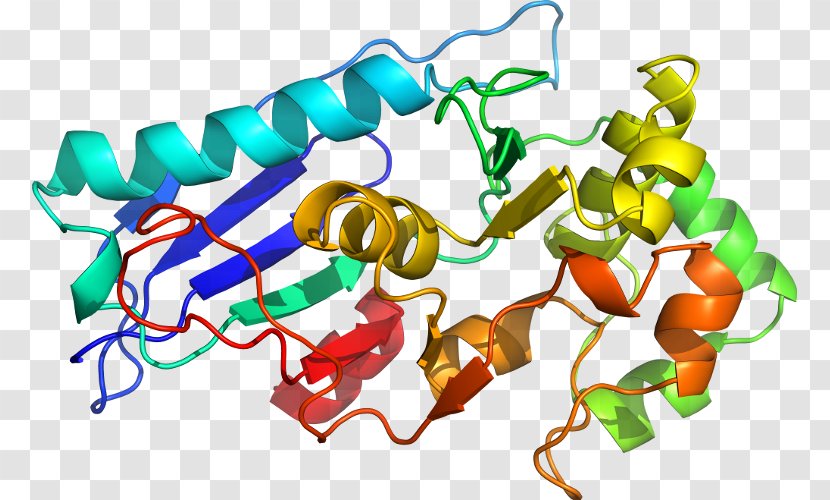 BUB1B Protein Kinase Threonine Gene - Mitosis - Cterminus Transparent PNG