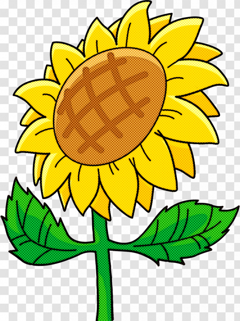 Sunflower Summer Flower Transparent PNG