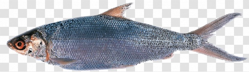 Saltwater Fish Supplier Ikan Surabaya Bukalapak Lazada Indonesia - Fauna - Bali Transparent PNG