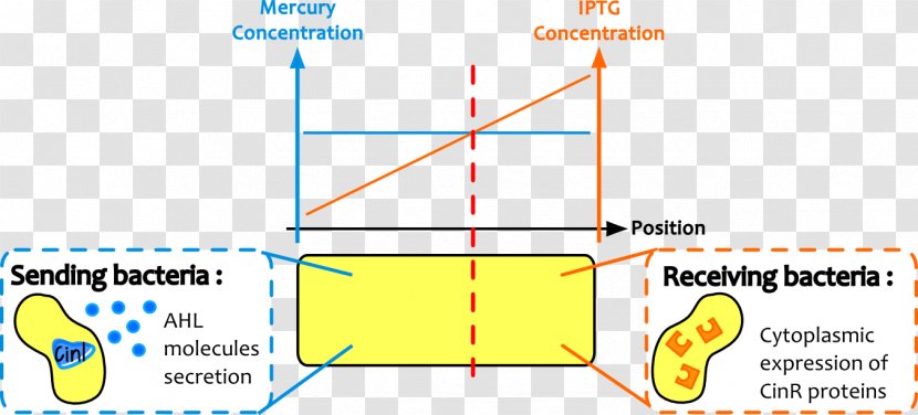 Line Angle Point Diagram Transparent PNG