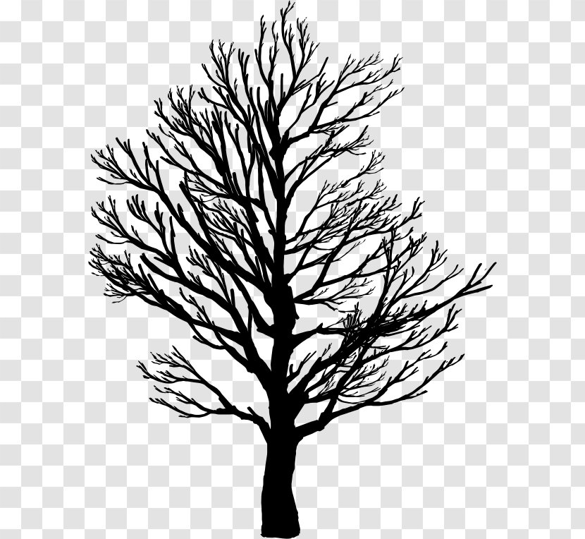 Tree Branch Root Clip Art - Trunk - Pine Branches Buckle Free Transparent PNG