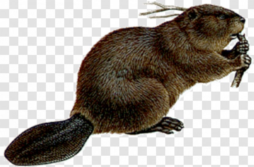 Welcome To The World Of Beavers - Rodent - Beaver Transparent PNG