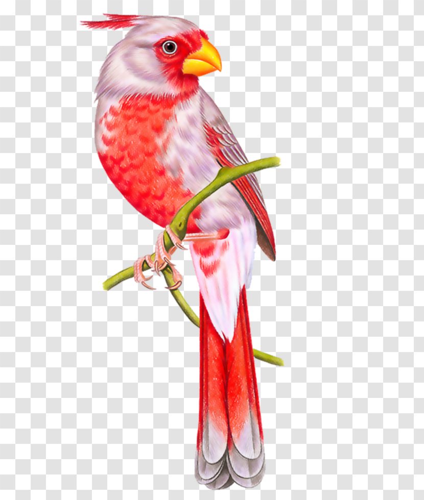 Parrot Bird Owl Beak Conure Transparent PNG