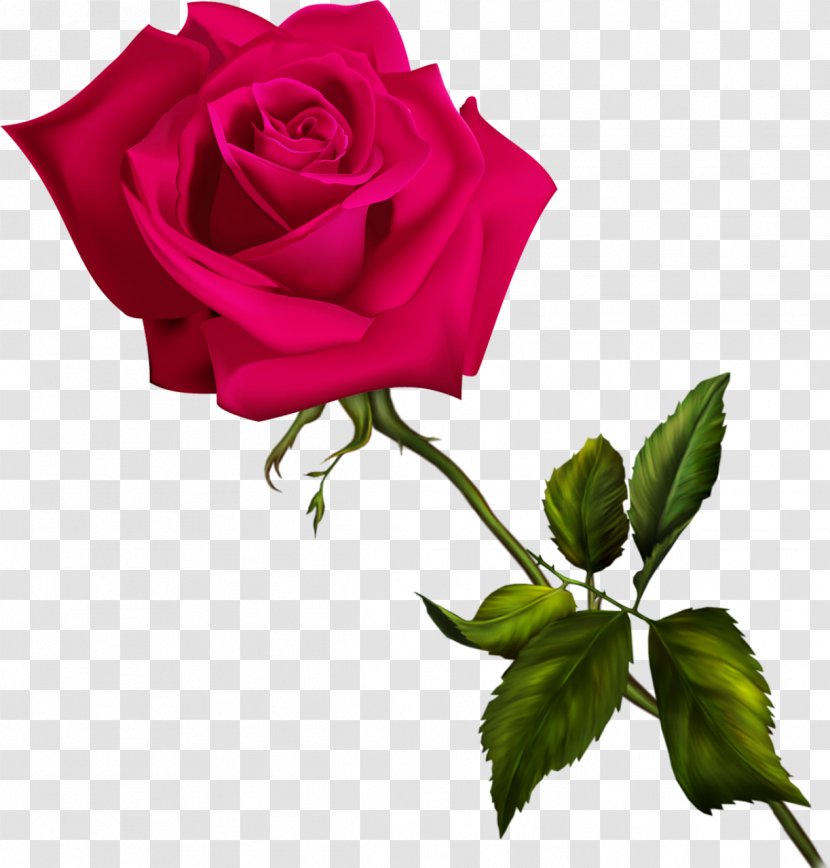 Garden Roses Flower Animation Blue Rose Rosa Nitida - Order Transparent PNG