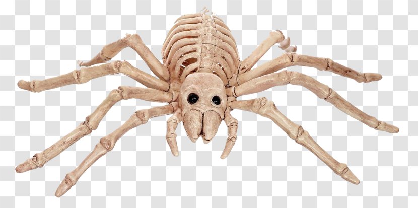 Spider Human Skeleton Bone Vertebrate - Invertebrate - Mouseover Transparent PNG