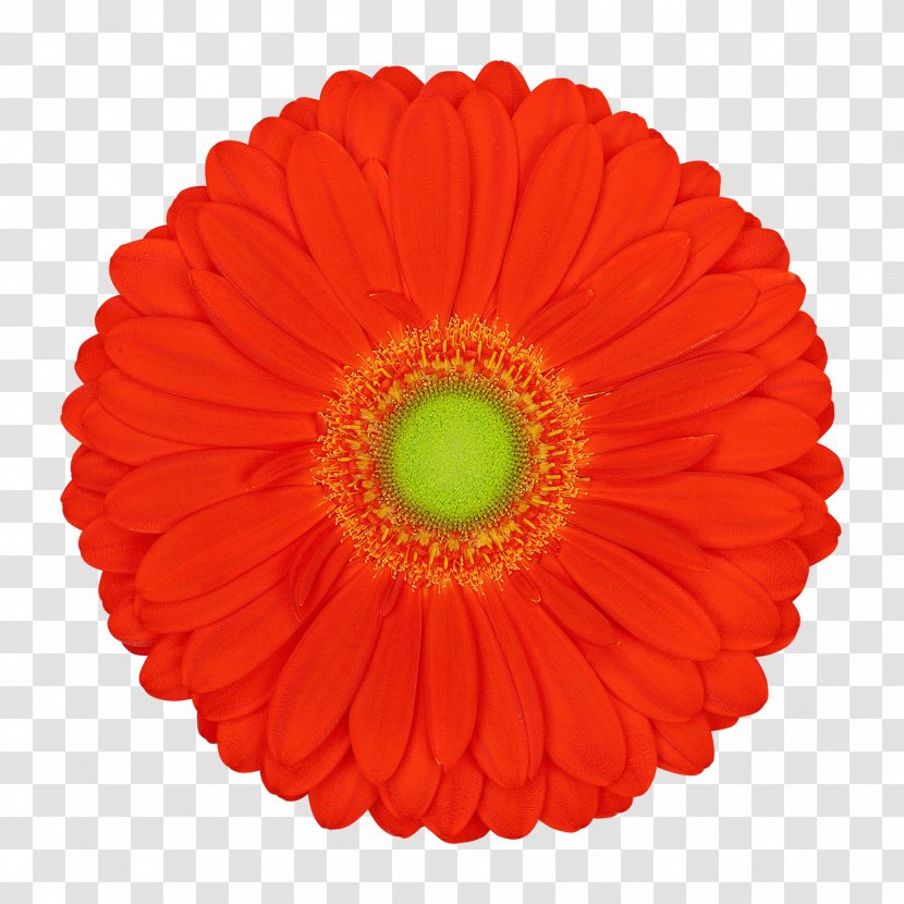 Transvaal Daisy Vector Graphics Cut Flowers Illustration Product - Flowering Plant - Gerbera Drawing Transparent PNG