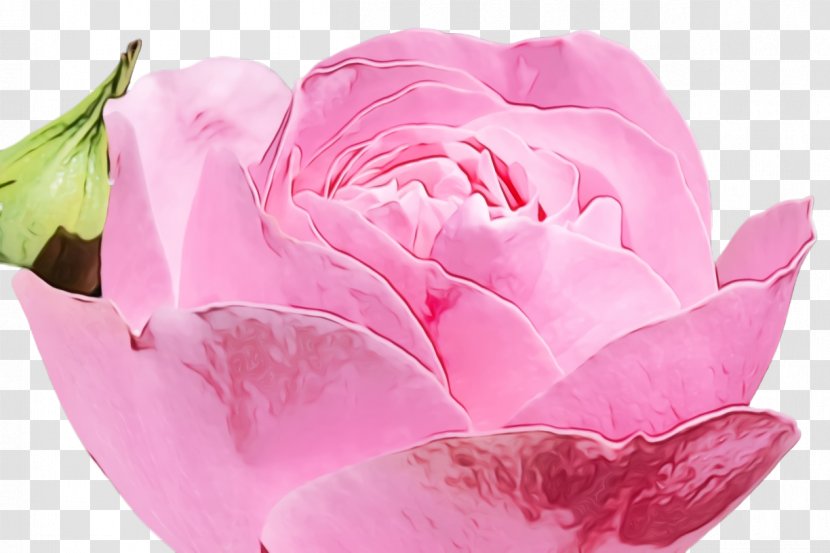 Pink Flower Cartoon - Rose - Herbaceous Plant Tulip Transparent PNG