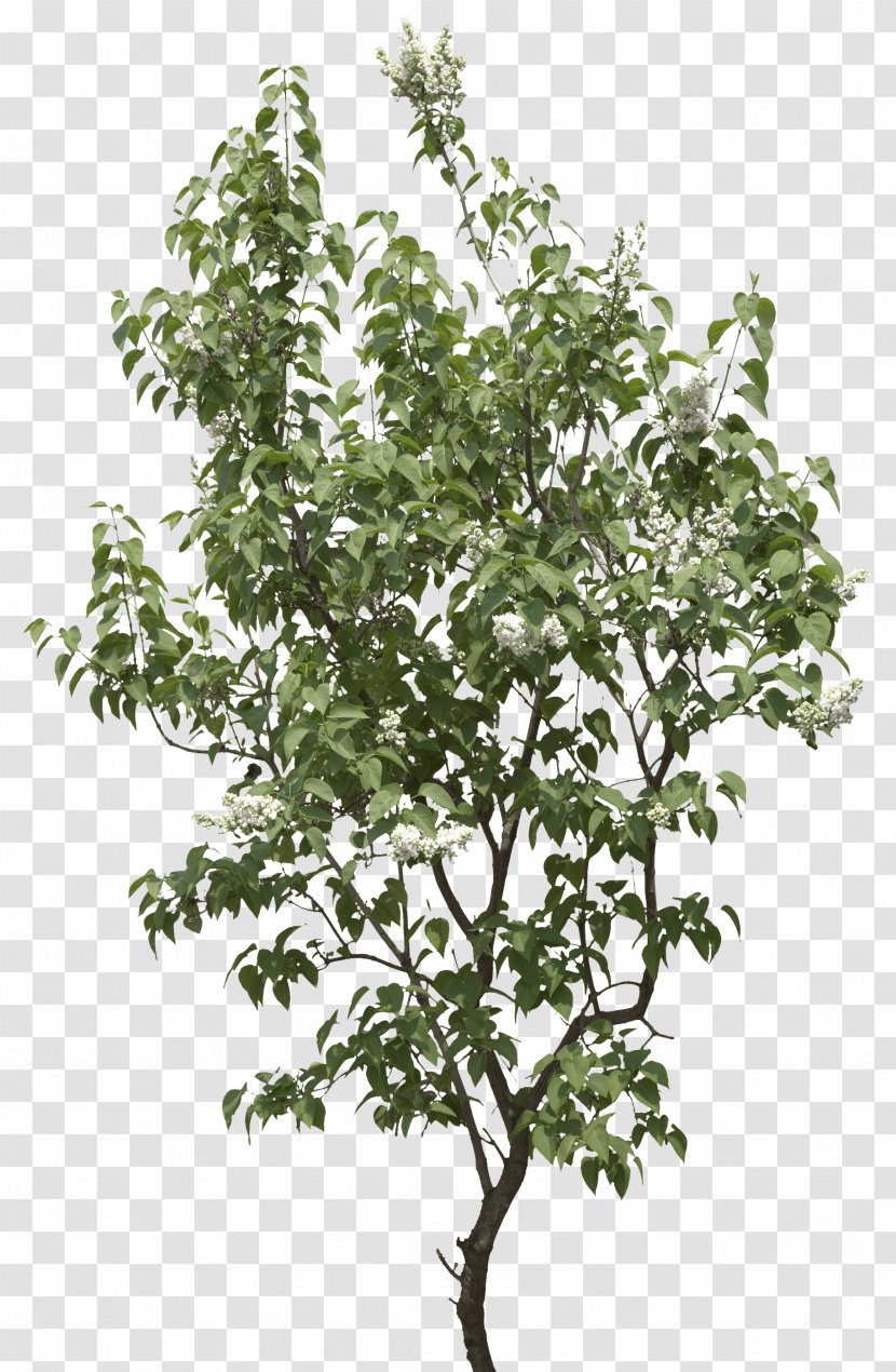 Tree Shrub Clip Art - Image File Formats Transparent PNG