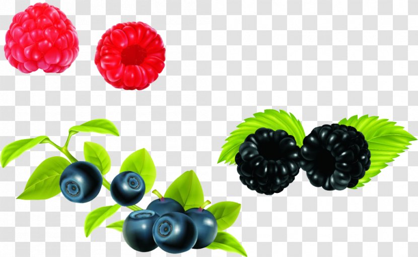 European Blueberry Bilberry - Natural Foods - Cartoon Decorative Material Transparent PNG