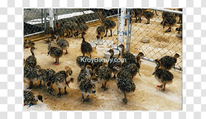Bird Emu Chicken Sales Somali Ostrich - Eggs Transparent PNG