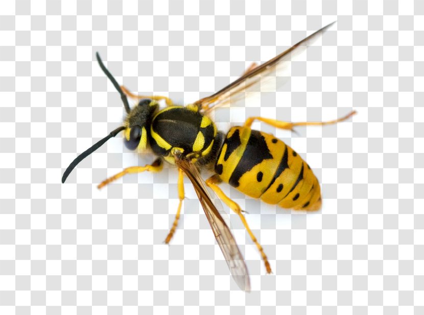 Hornet Characteristics Of Common Wasps And Bees Insect Vespula - Bee Transparent PNG