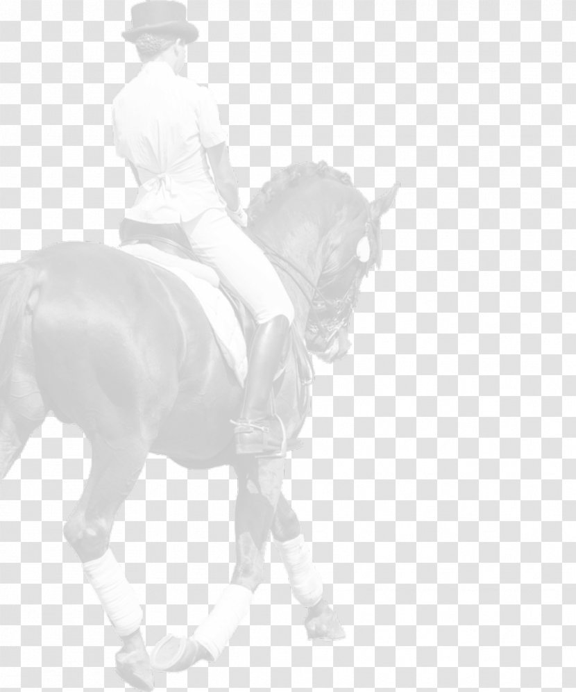Mane Mustang Stallion Bridle Pony - Yonni Meyer Transparent PNG