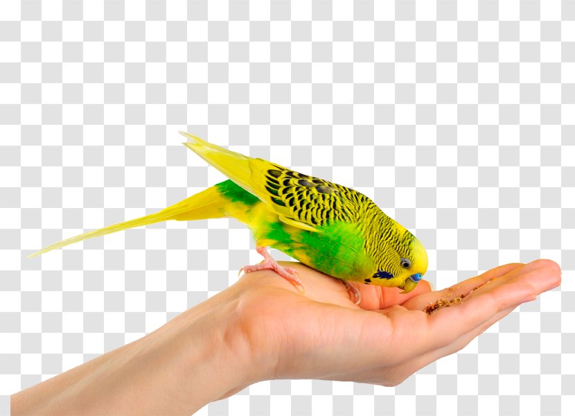 Budgerigar Bird Parrot Cockatiel Parakeet Transparent PNG