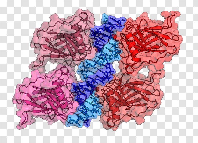 P53 DNA-binding Domain Mutation Protein - Dna Damage - Apoptosis Transparent PNG