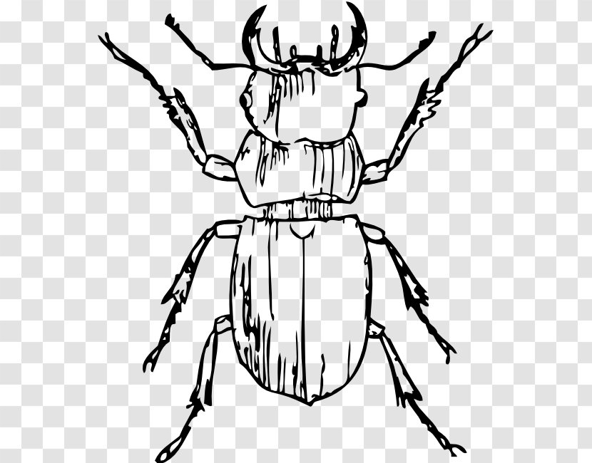 Beetle Black And White Clip Art - Drawing Transparent PNG