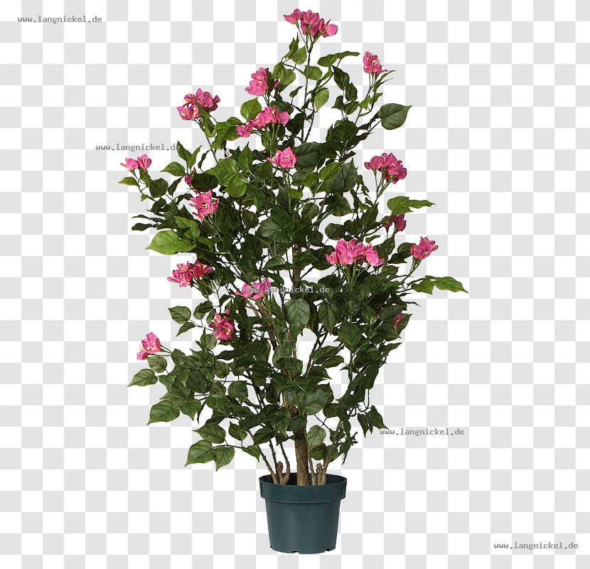 Tree Flowerpot Weeping Fig Green Dracaena Reflexa - Fuchsia - Bougainvillea Transparent PNG