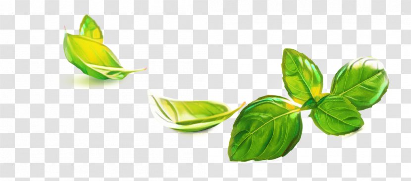 Green Leaf Background - Pianta Aromatica - Lemon Basil Herbal Transparent PNG
