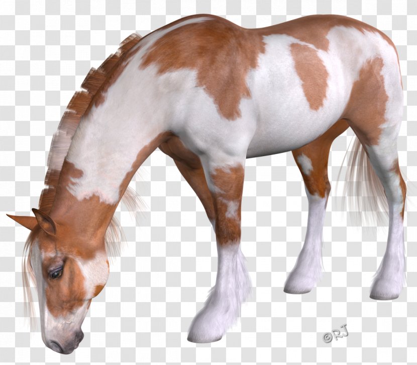 Mustang Mane Foal Stallion Colt - Pony Transparent PNG