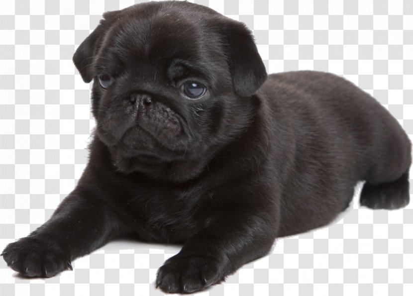 Pug Puppy Beagle Dachshund - Carnivoran Transparent PNG