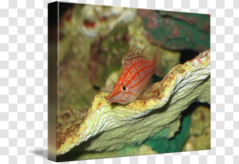 Anoles Fauna - Reptile - Fish Cute Transparent PNG