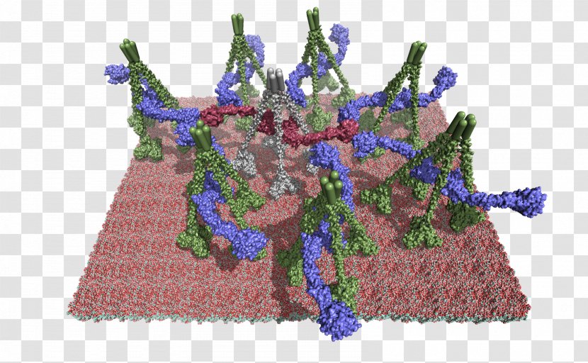 Molecule PyMOL Lectin Pathway Membrane Crystallography - Tree - Masp Transparent PNG