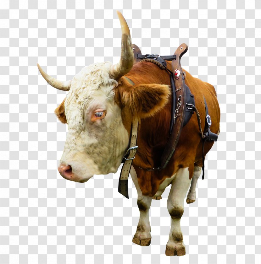 English Longhorn Texas Highland Cattle Ox Angus - Like Mammal - Goat Transparent PNG