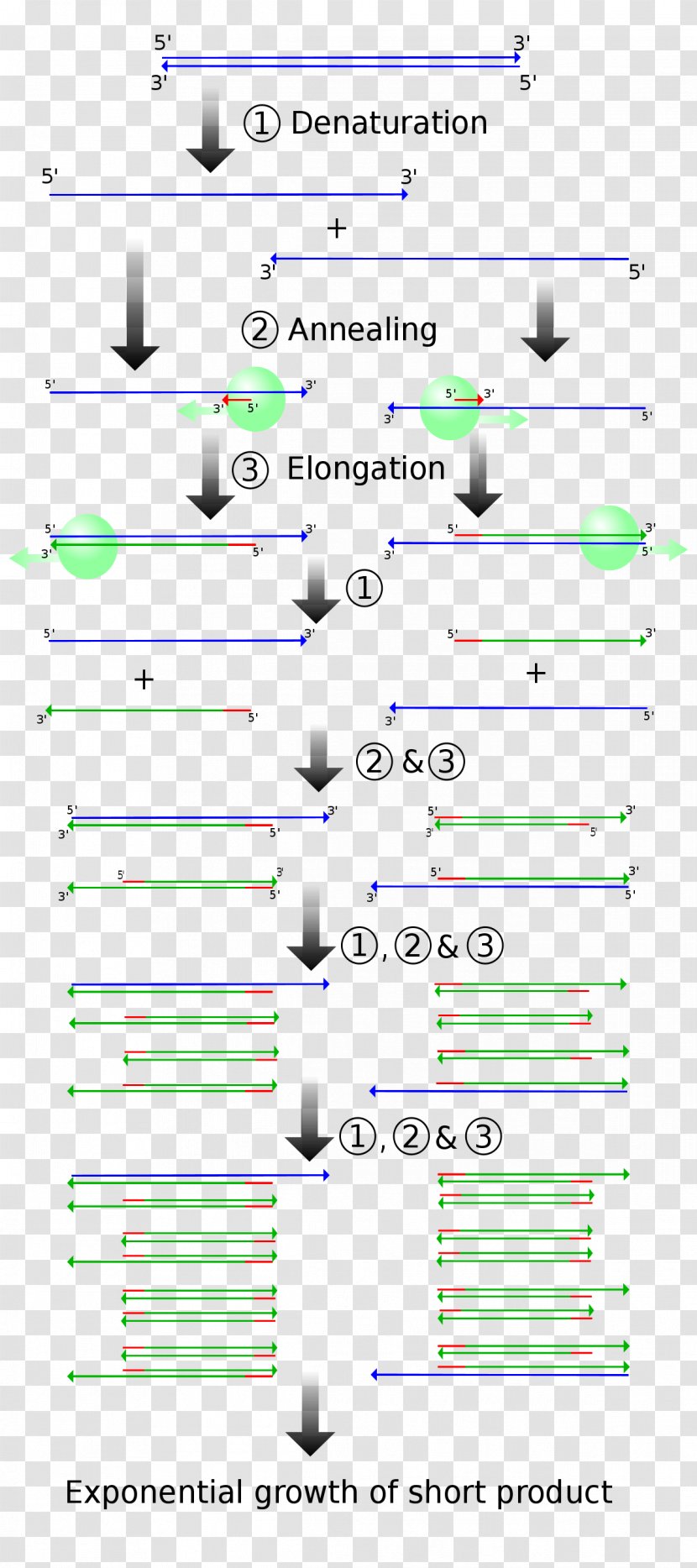 Polymerase Chain Reaction Molecular Cloning DNA - Vector Transparent PNG