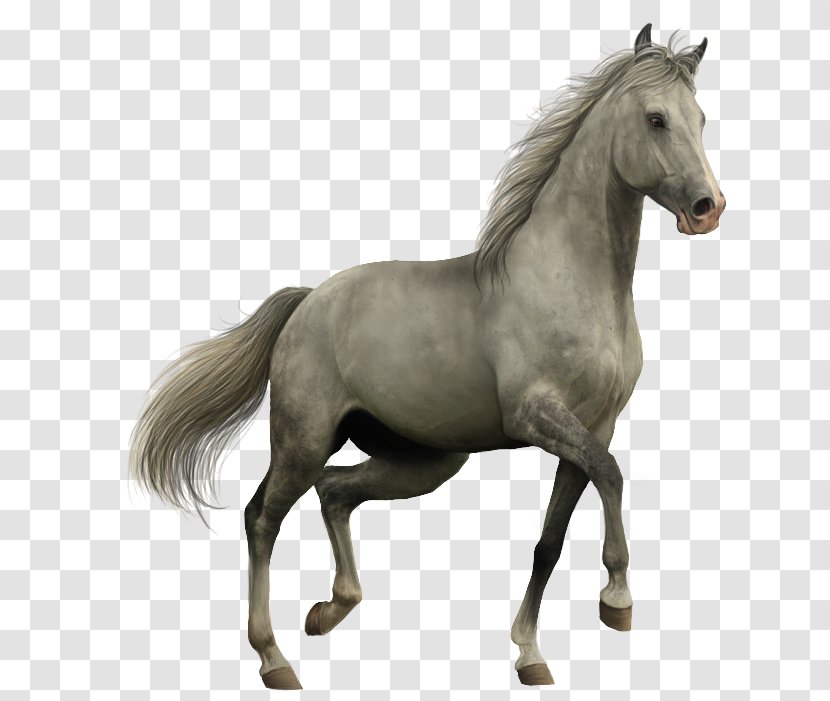 American Paint Horse Akhal-Teke Spanish Mustang Black - Whitehorse Transparent PNG