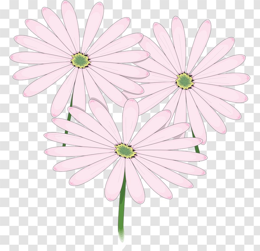Common Daisy Floral Design Chrysanthemum Flower Oxeye - White - Kilometre Transparent PNG