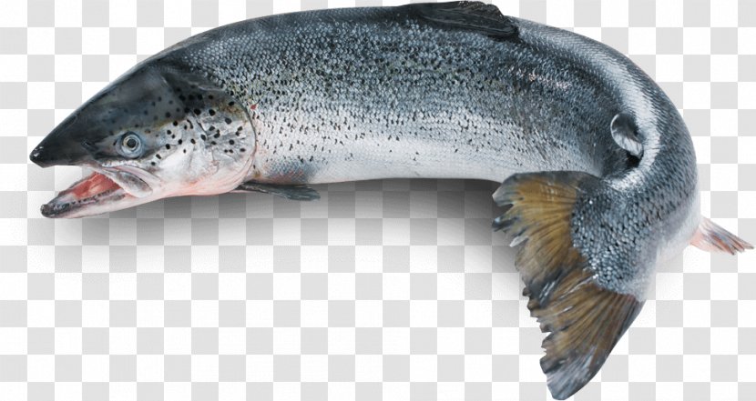 Rainbow Trout Chinook Salmon Atlantic Coho - Other Templates Transparent PNG