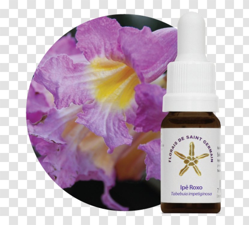 The Bach Flower Remedies Therapy Homeopathy Tabebuia Rosea - Violet - ROXO Transparent PNG