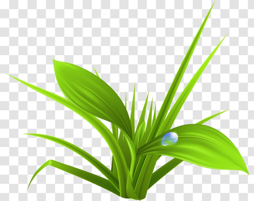 Download - Cartoon - Green Grass Transparent PNG