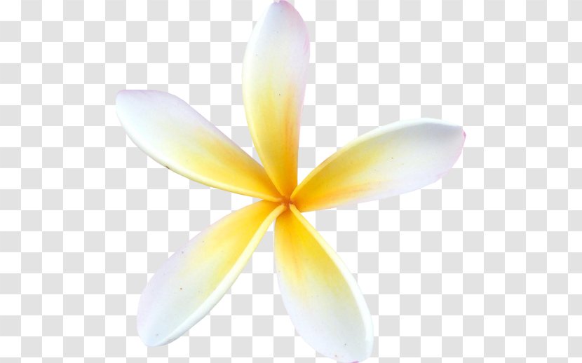 Frangipani Flower Petal Clip Art - Aroma Transparent PNG
