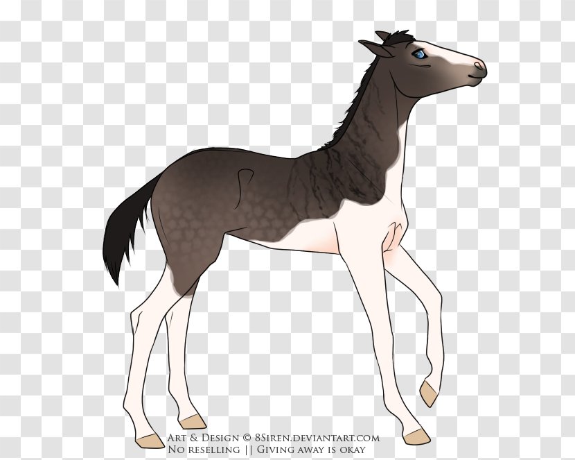 Mustang Foal Colt Stallion Mare - Mammal Transparent PNG