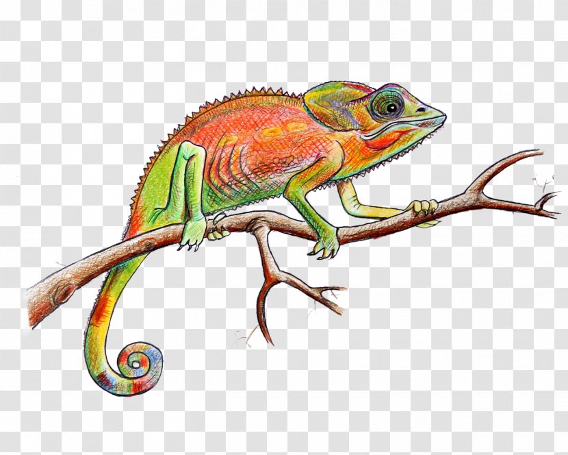 Chameleons Iguanas Illustration Graphics Fauna - Terrestrial Animal - Leven Transparent PNG