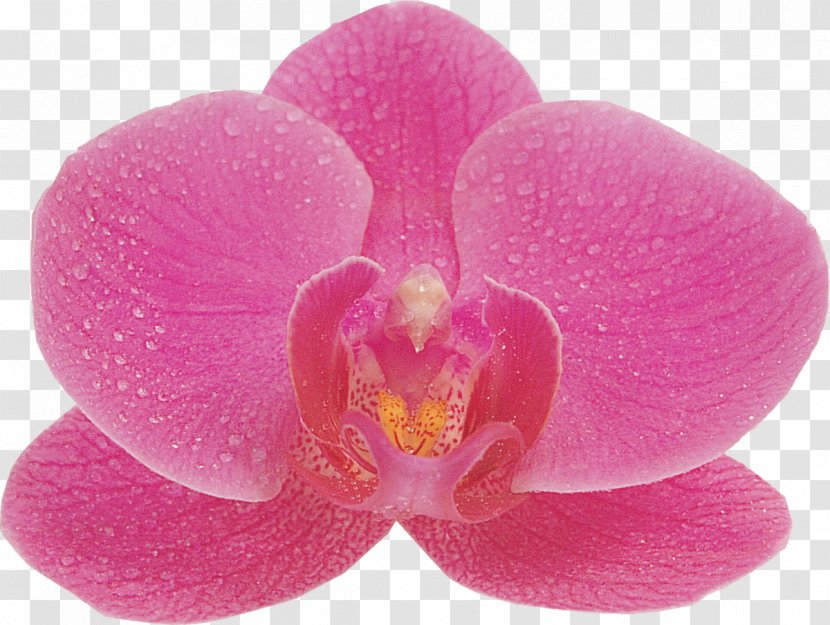 Orchids Phalaenopsis Aphrodite Flower Photography - Black And White - Orchid Transparent PNG